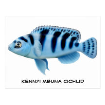 Carte postale africaine de Cichlid de Kennyi