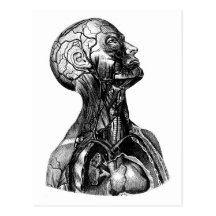 Carte postale anatomique de dessin de torse