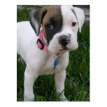 Carte postale blanche de chiot de boxeur