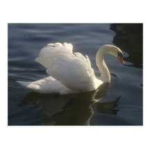 Carte postale blanche de cygne