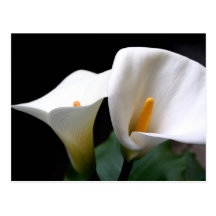 Carte postale blanche de fleur de zantedeschia