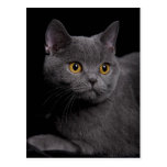 Carte postale britannique de Shorthair