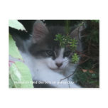 Carte postale chaton postcards
