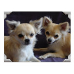 Carte postale chien chihuahua humour