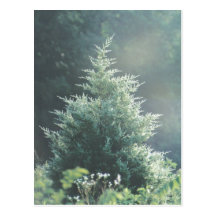 Carte postale d'arbre de cèdre
