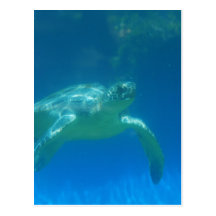 Carte postale de bain de tortue de mer