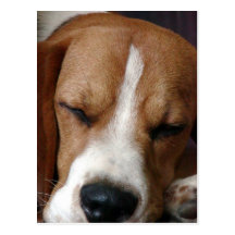 Carte postale de beagle de sommeil