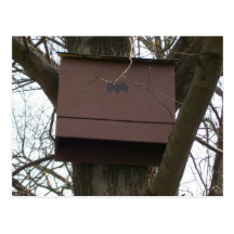 Carte postale de boîte de batte