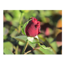 Carte postale de bourgeon de rose rouge