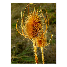 Carte postale de Cattail sèche par danseur épineux