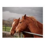 Carte postale de chevaux