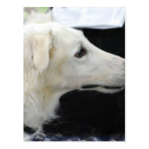 Carte postale de chien de barzoï