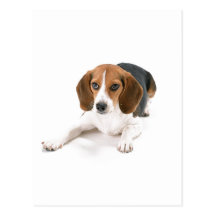 Carte postale de chien de beagle