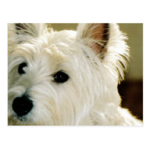 Carte postale de chiot de Bichon Frise
