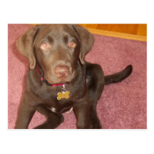 Carte postale de chiot de Labrador de chocolat