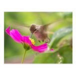 Carte postale de colibri de bébé