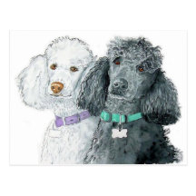 Carte postale de deux caniches