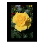 Carte postale de fleur de rose jaune