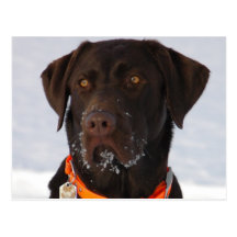 Carte postale de Labrador de chocolat