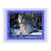 Carte postale de loup