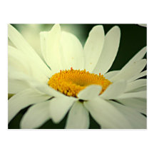 Carte postale de marguerite