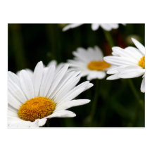 Carte postale de marguerite