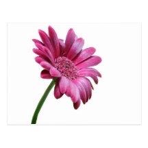 Carte postale de marguerite de Gerbera