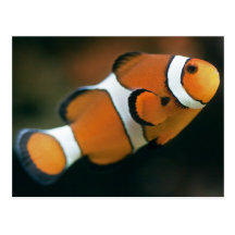 Carte postale de Nemo