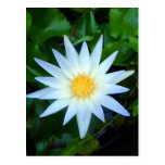 Carte postale de nénuphar d'Iceblue