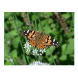 carte postale de papillon