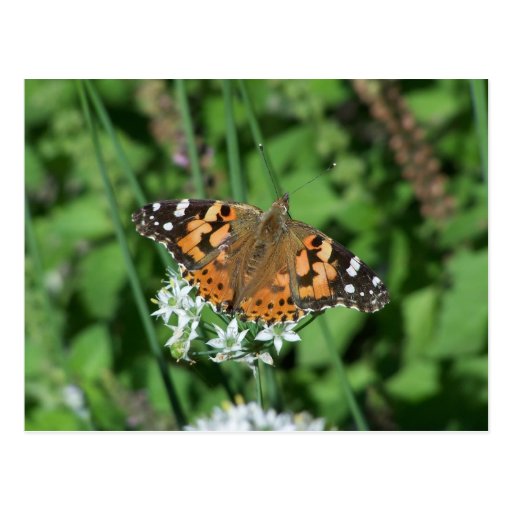 carte postale de papillon
