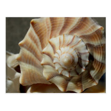 Carte postale de photographie de Shell de buccin d