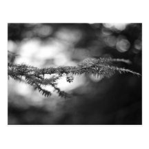 Carte postale de Pinecone d'espoir de ressort