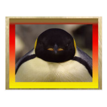 Carte postale de pingouin
