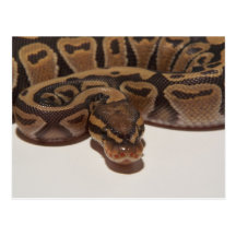 Carte postale de python de boule de fantôme