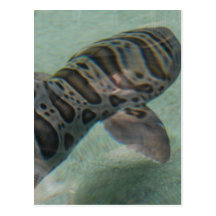 Carte postale de requin de tigre