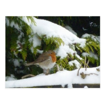 Carte postale de Robin