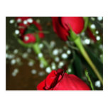 Carte postale de roses rouges