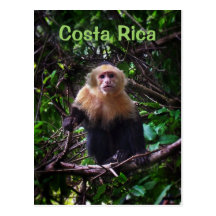 Carte postale de singe du Costa Rica
