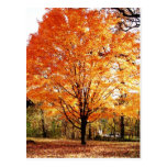 Carte postale de thanksgiving de feuille d'automne
