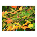 Carte postale de thanksgiving de feuille d'automne