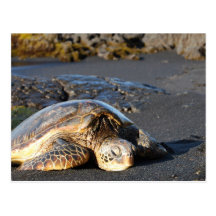 Carte postale de tortue de mer