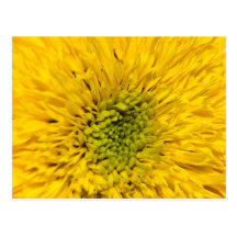 Carte postale de tournesol d'ours de nounours