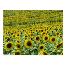 Carte postale de tournesols