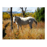 Carte postale de WhiteHorse