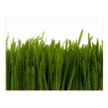 Carte postale d'herbe de blé