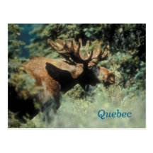 Carte postale d'orignaux de taureau du Québec