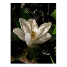 Carte postale douce de fleur de magnolia