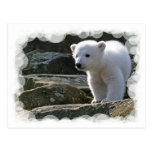 Carte postale d'ours blanc de bébé