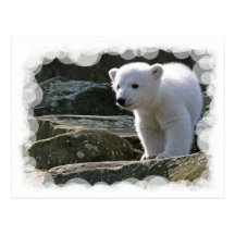 Carte postale d'ours blanc de bébé
